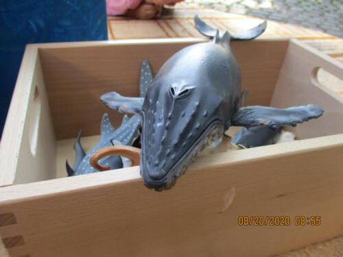 Rate-Tastspiel mit Meerestieren