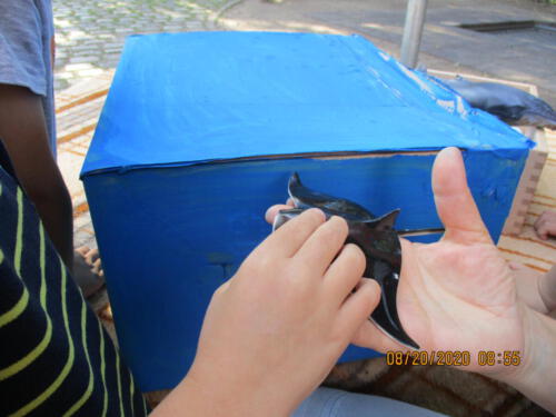 Ratespiel: Welches Meerestier ist das?